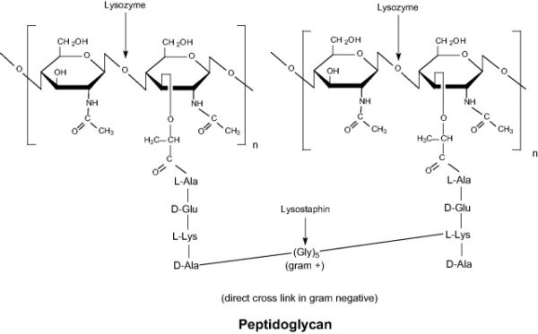 Lysozyme, ≥9000 Sugar U/mg solid, from chicken eggwhite