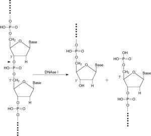 Deoxyribonuclease I