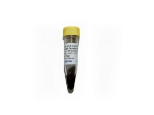 Broad Multi Color Pre-Stained Protein Standard