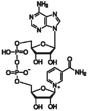 beta-Nicotinamide Adenine Dinucleotide, Oxidized, Free Acid