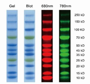 Prestained Molecular Weight Standard, Dual Color (0.5 mL)