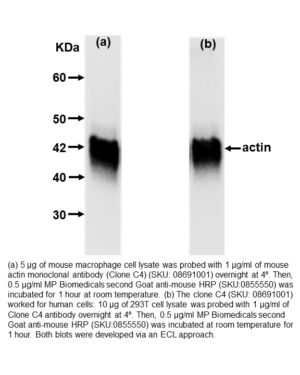 HRP IgG Goat Anti-Mouse IgG (H&L)