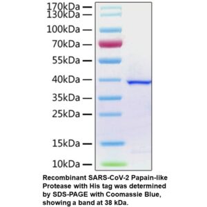 Recombinant SARS-CoV-2 papain- like protease (His tag)