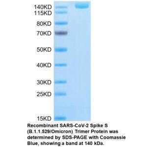 Recombinant SARS-COV-2 Spike S (B.1.1.529/Omicron) Trimer Pr
