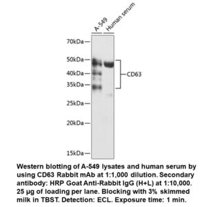 CD63 Rabbit Monoclonal Antibody