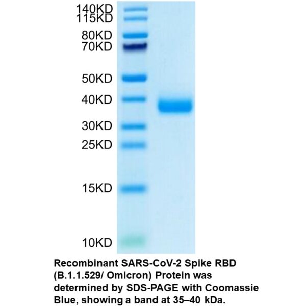 Recombinant SARS-COV-2 Spike R BD (B.1.1.529/Omicron) Protei
