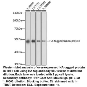 Mouse anti-HA Tag mAb