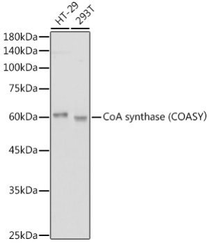 CoA synthase (COASY） Rabbit mAb