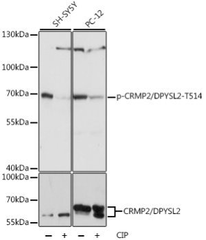 Phospho-CRMP2/DPYSL2-T514 Rabbit pAb