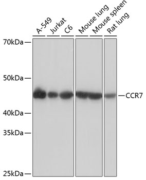 CCR7 Rabbit mAb