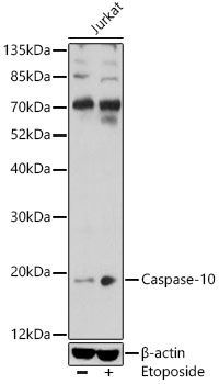 Caspase-10 Rabbit pAb