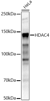 HDAC4 Rabbit pAb