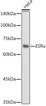ESRα Rabbit pAb