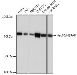 Hsc70/HSPA8 Rabbit mAb