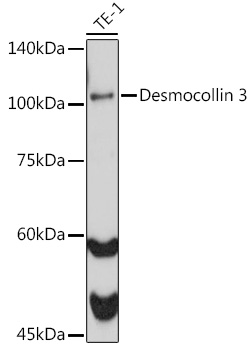 Desmocollin 3 Rabbit mAb