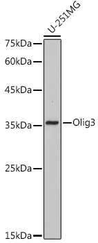 Olig3 Rabbit mAb