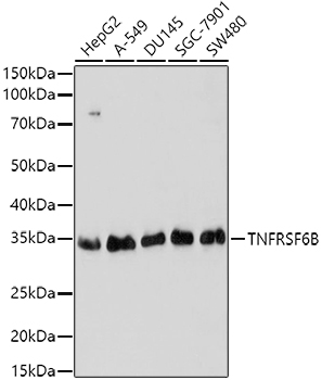 TNFRSF6B Rabbit pAb