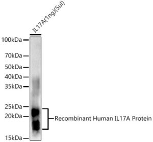 IL17A Rabbit pAb