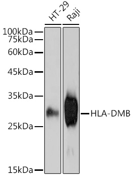 HLA-DMB Rabbit mAb
