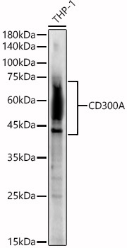 CD300A Rabbit pAb