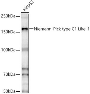 Niemann-Pick type C1 Like-1 Rabbit pAb