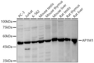 AP1M1 Rabbit pAb