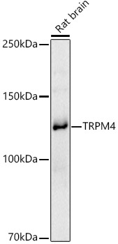 TRPM4 Rabbit pAb