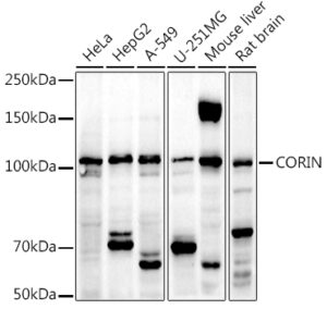 CORIN Rabbit pAb