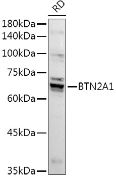 BTN2A1 Rabbit pAb