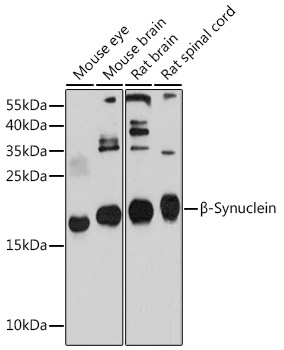 β-Synuclein Rabbit pAb