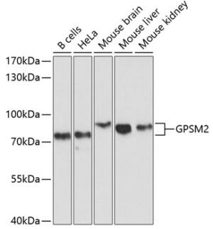 GPSM2 Rabbit pAb