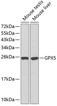 GPX5 Rabbit pAb