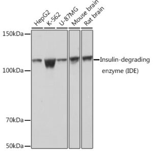 Insulin-degrading enzyme (IDE) Rabbit mAb