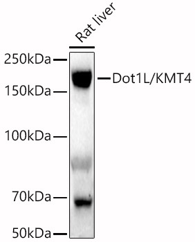 Dot1L/KMT4 Rabbit pAb