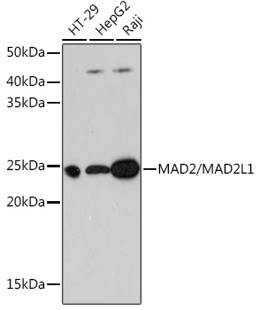 MAD2/MAD2L1 Rabbit mAb