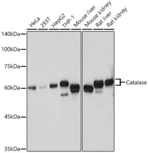 Catalase Rabbit pAb