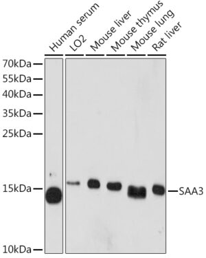 SAA3 Rabbit pAb