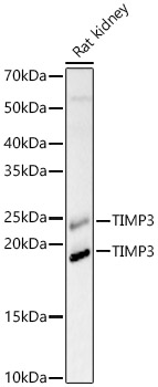TIMP3 Rabbit pAb