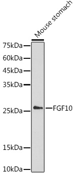 FGF10 Rabbit pAb