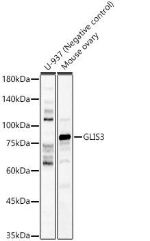 GLIS3 Rabbit pAb