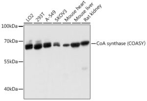 CoA synthase (COASY） Rabbit pAb