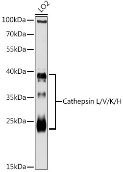 Cathepsin L/V/K/H Rabbit pAb