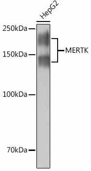 MERTK Rabbit mAb