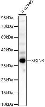SFXN3 Rabbit pAb