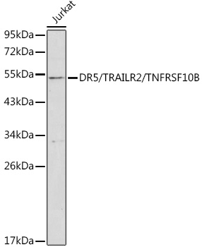 DR5/TRAILR2/TNFRSF10B Rabbit pAb