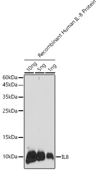 IL8 Rabbit pAb