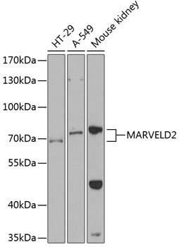MARVELD2 Rabbit pAb