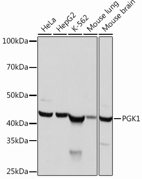 PGK1 Rabbit mAb