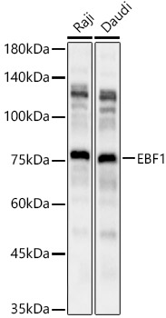 EBF1 Rabbit pAb