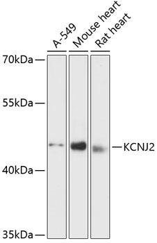 KCNJ2 Rabbit pAb